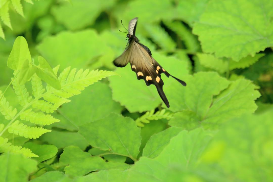 ジャコウアゲハその2_e0403850_20150092.jpg