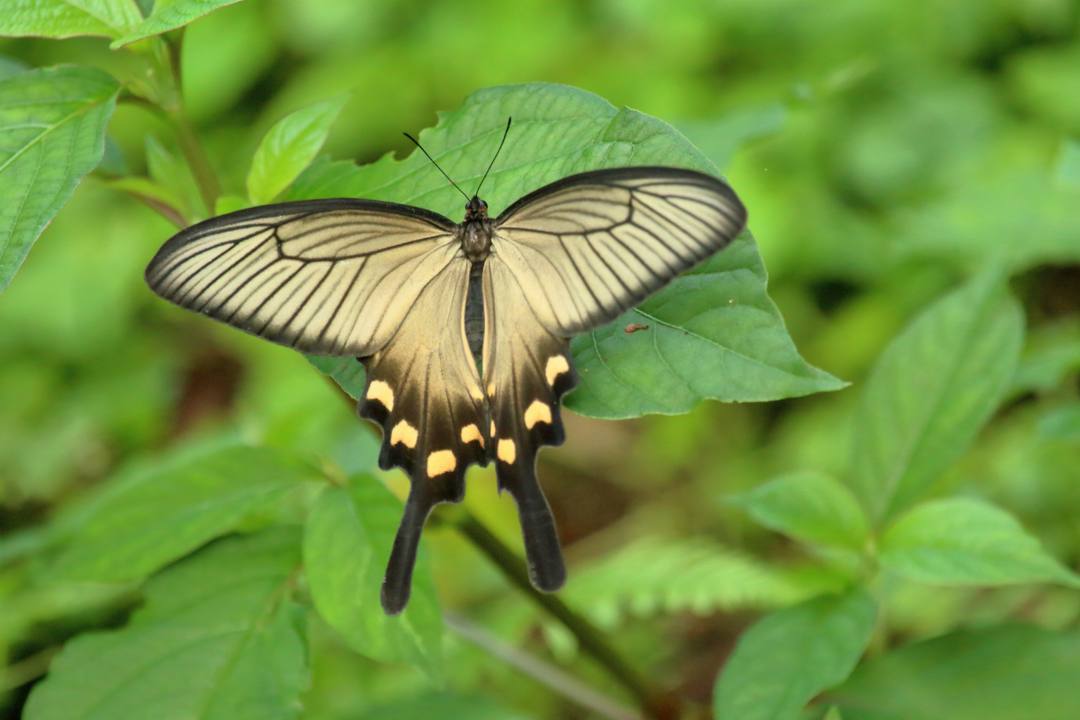 ジャコウアゲハその2_e0403850_20150764.jpg