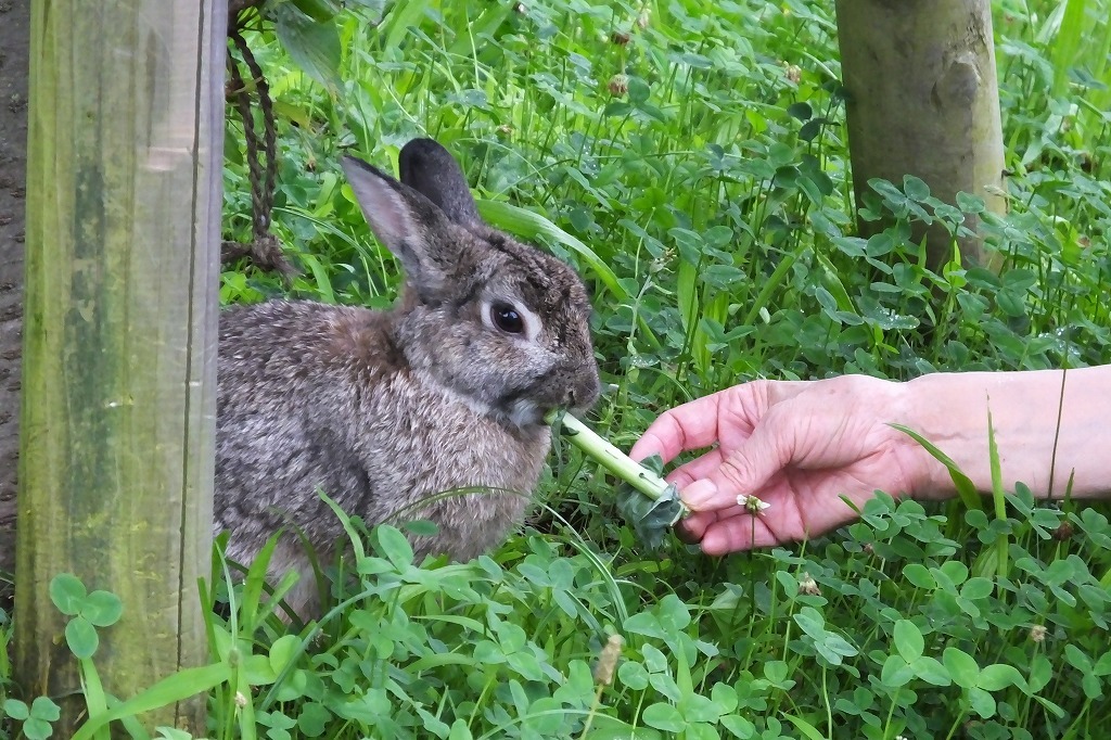 セロリが好きみたい ウサギさん ぶらり散歩 四季折々フォト日記 セロリが好きみたい ウサギさん ぶらり散歩 四季折々フォト日記