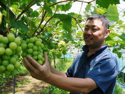 高級種なしぶどう令和2年も大好評販売中!美味しいぶどうを食べたい方、最高級ぶどうを送りたい方必見!!_a0254656_17030092.jpg