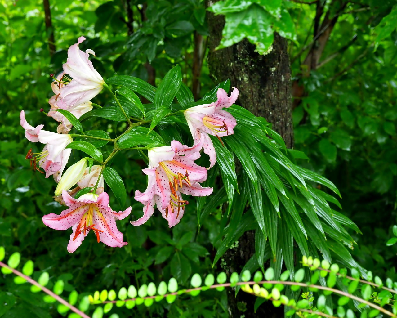 梅雨だからいっそ あめあめふれふれ♪で_c0305565_17282551.jpg