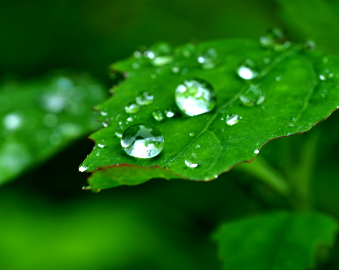 梅雨だからいっそ あめあめふれふれ♪で_c0305565_17351693.jpg
