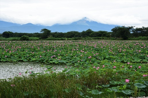 湖北の蓮 琵琶湖周辺 峰さんの山あるき