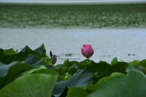 湖北の蓮 琵琶湖周辺 峰さんの山あるき 湖北の蓮 琵琶湖周辺 峰さんの山あるき
