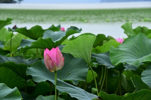 湖北の蓮 琵琶湖周辺 峰さんの山あるき 湖北の蓮 琵琶湖周辺 峰さんの山あるき