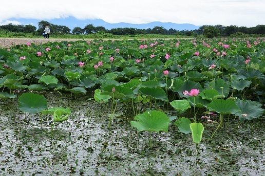 湖北の蓮 琵琶湖周辺 峰さんの山あるき 湖北の蓮 琵琶湖周辺 峰さんの山あるき