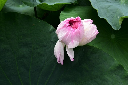 湖北の蓮 琵琶湖周辺 峰さんの山あるき 湖北の蓮 琵琶湖周辺 峰さんの山あるき