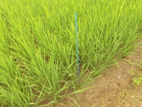 ７月２０日の田んぼの様子（下目黒小・枝野小）_d0247484_15062848.jpg