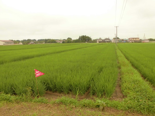 ７月２０日の田んぼの様子（下目黒小・枝野小）_d0247484_15063043.jpg