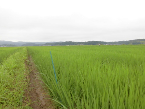 7月20日の田んぼの様子(目黒角田絆交流事業)_d0247484_15501360.jpg