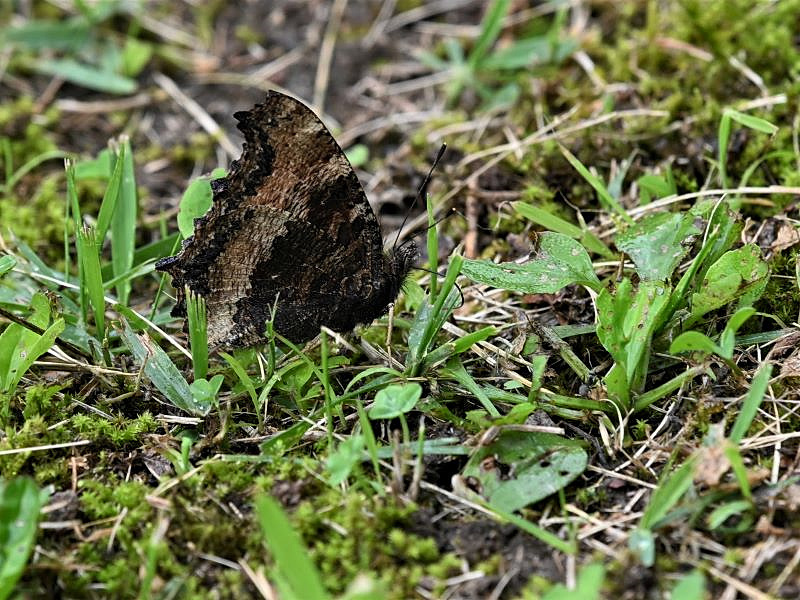 兎平のお花畑のタテハチョウたち_f0310988_14044025.jpg