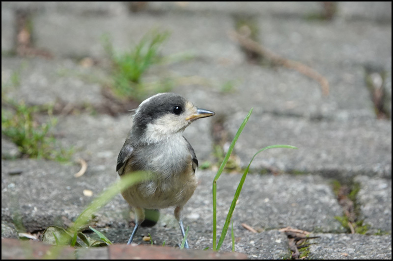 鳥たちのかわいい赤ちゃん ラテンなおばさん