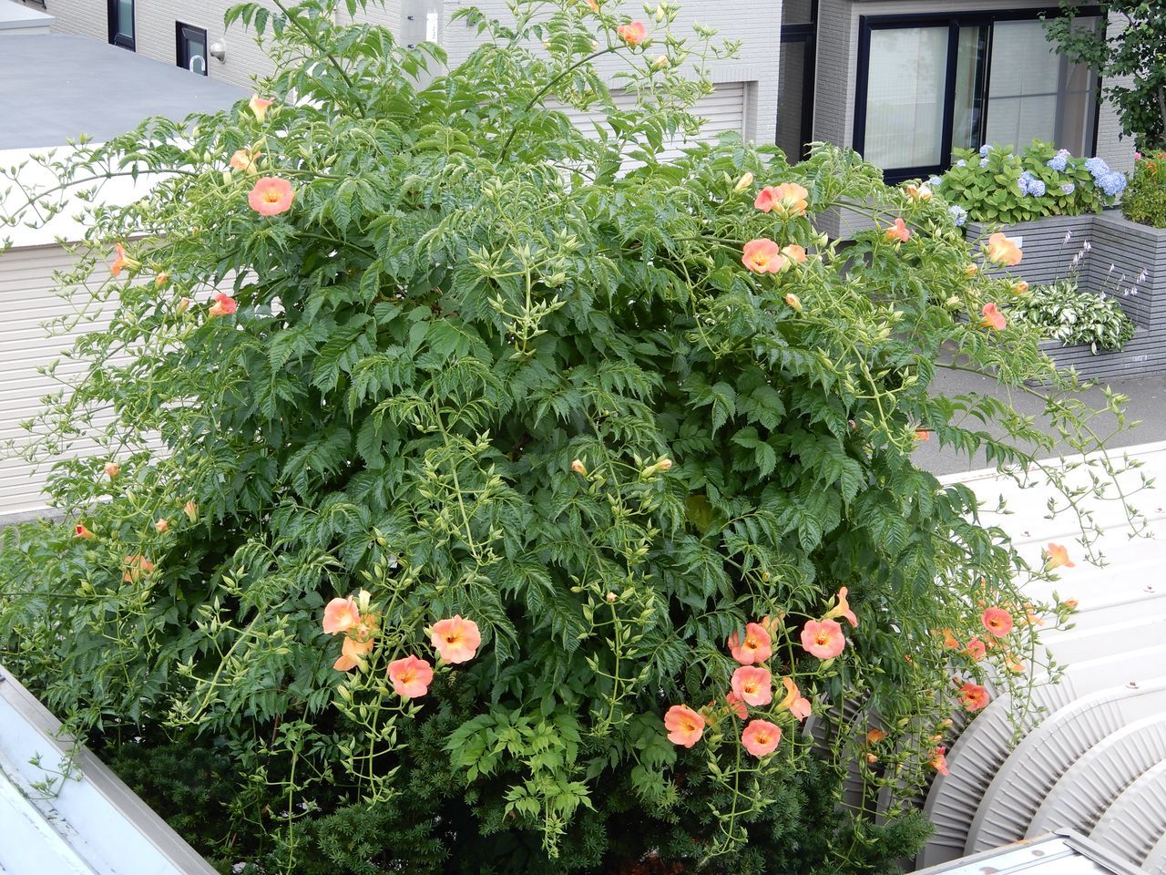 今日も瞬間的夏日_c0025115_23080250.jpg