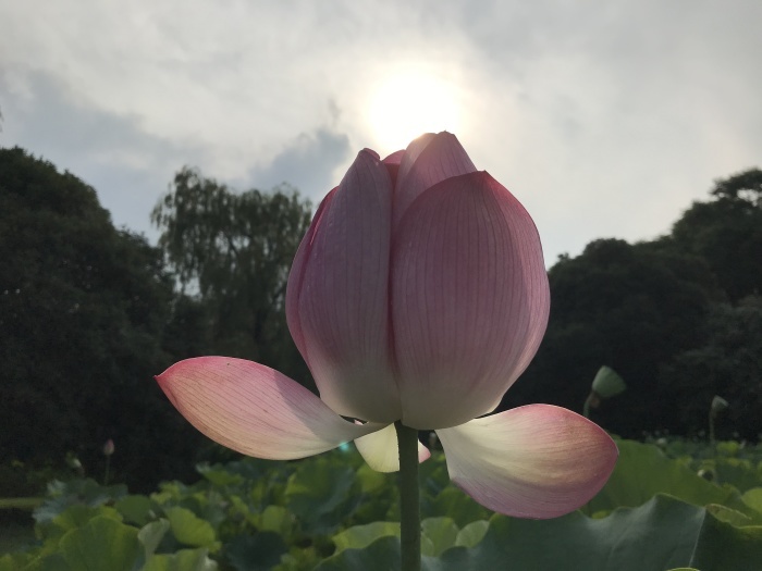 黄昏時・・・(4375)_e0349324_09580530.jpg