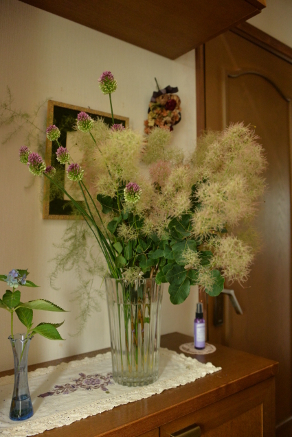 高山から連れて来たスモークツリー Rurugardenと音符たち 高山から連れて来たスモークツリー Rurugardenと音符たち