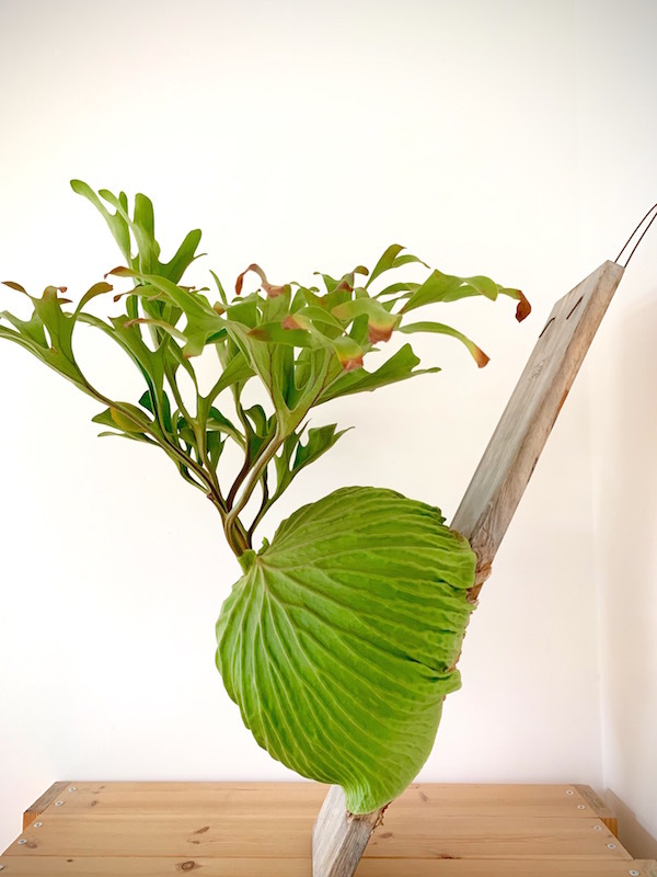 p.ridleyi_b0172633_11572042.jpg