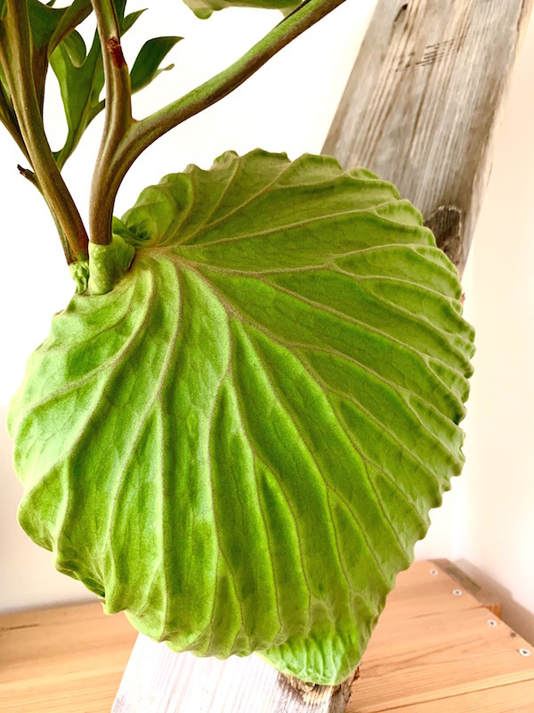 p.ridleyi_b0172633_11572069.jpg