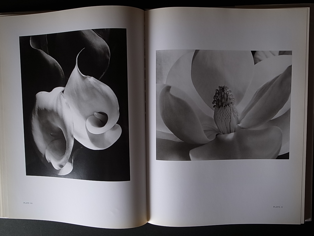 Imogen Cunningham: In Focus' Review: Her Life of Blooming