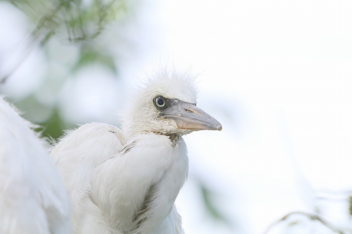 サギの幼鳥_f0327034_16512728.jpg