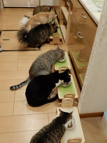 あずきが亡くなった日_c0259945_12241960.jpg