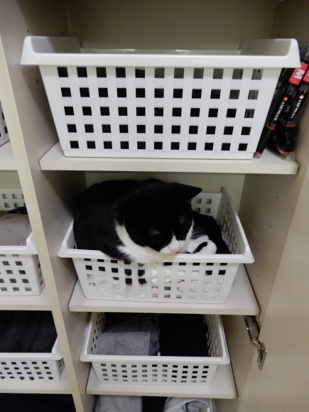 あずきが亡くなった日_c0259945_12360852.jpg