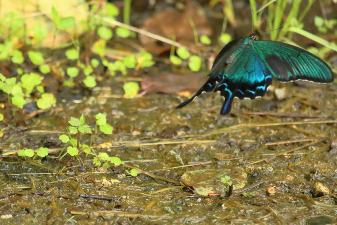 ミヤマカラスアゲハ?_e0403850_21205583.jpg