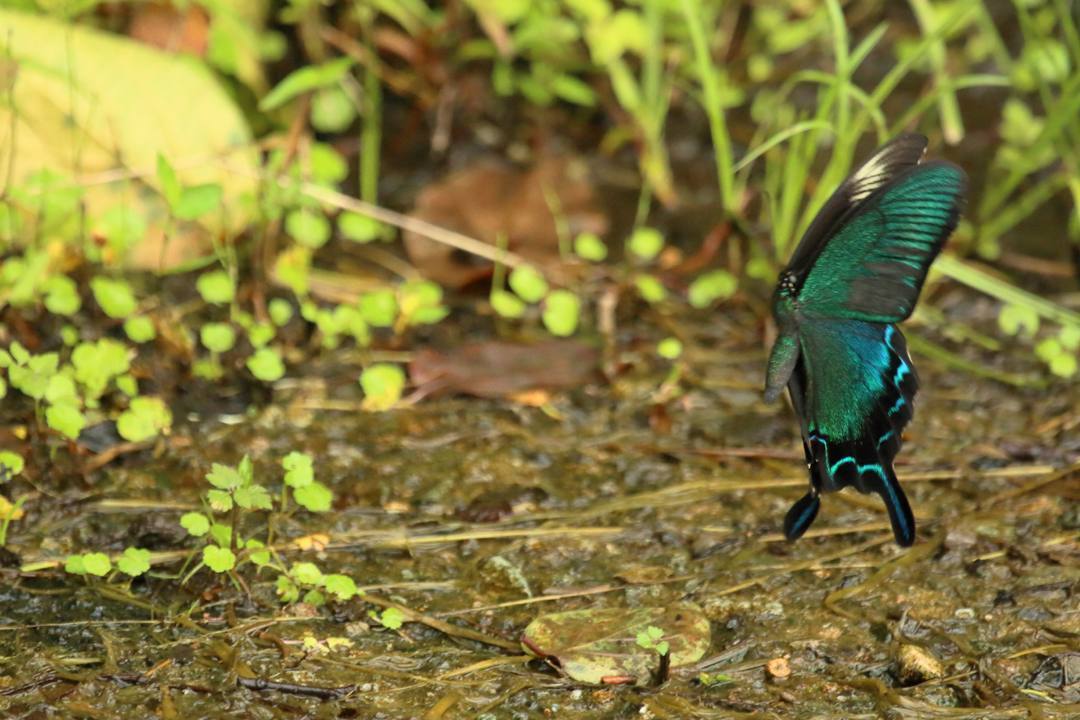 ミヤマカラスアゲハ?_e0403850_21210089.jpg