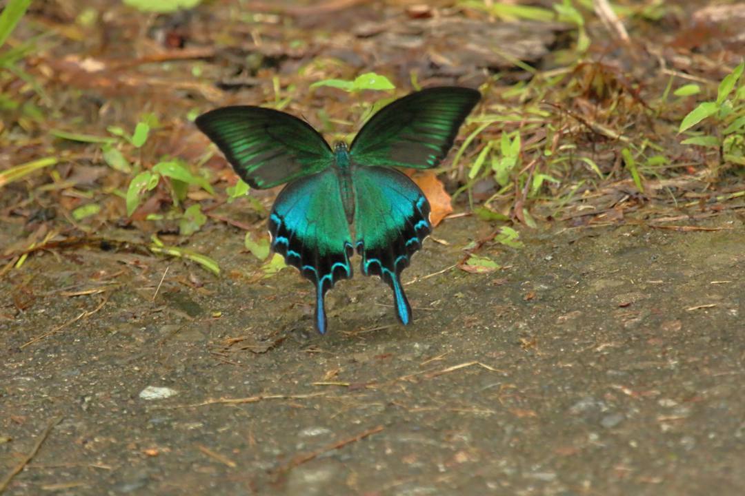ミヤマカラスアゲハ?_e0403850_21212507.jpg