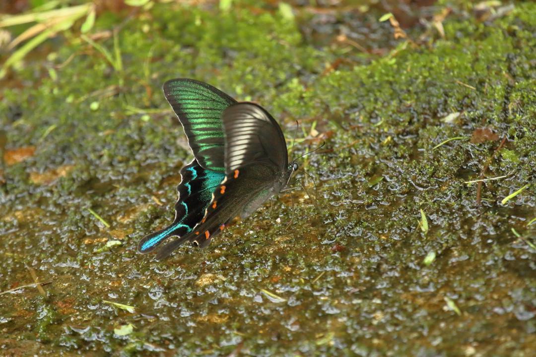 ミヤマカラスアゲハ?_e0403850_21215959.jpg