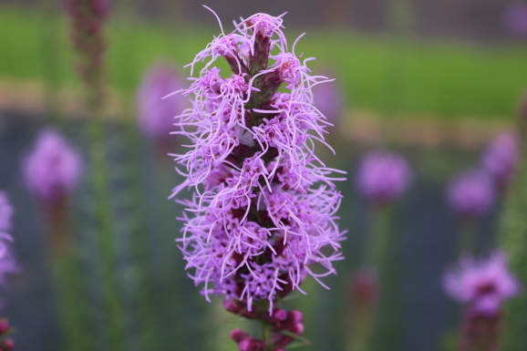 リアトリス ひげ爺の花便り