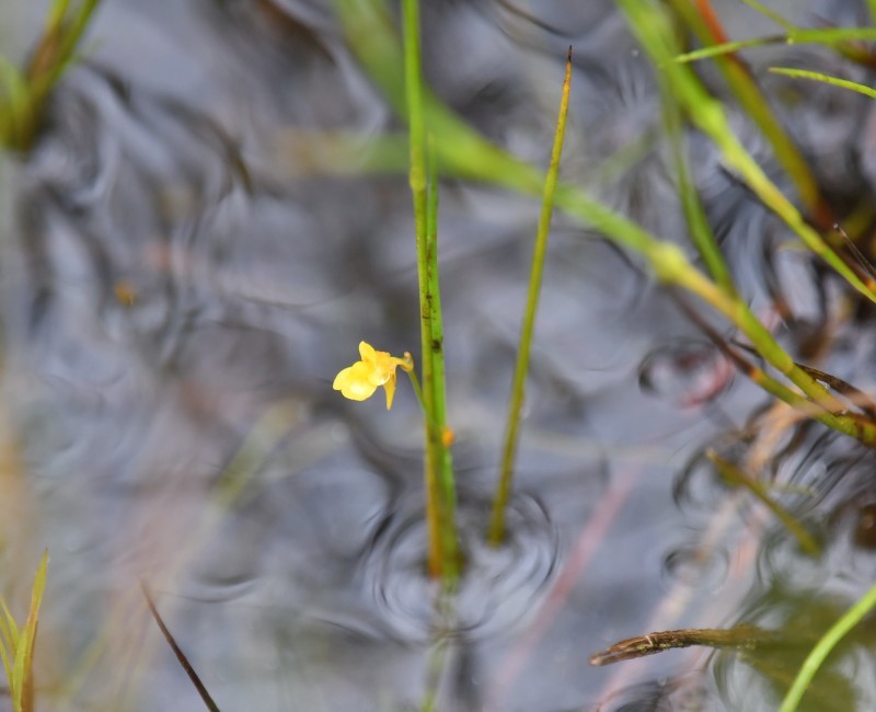 2020.7.26　湿原の花たち（食虫植物も）_c0406964_19151998.jpg