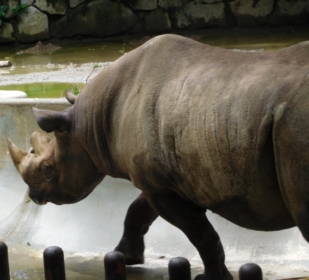 コロナ休園明けの上野動物園 2020.7.28_e0266067_19020988.jpg