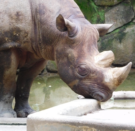 コロナ休園明けの上野動物園 2020.7.28_e0266067_19113824.jpg