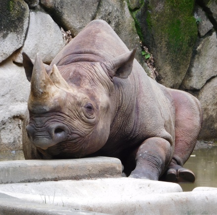 コロナ休園明けの上野動物園 2020.7.28_e0266067_19125621.jpg