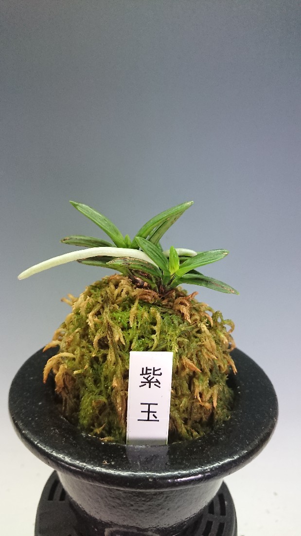富貴蘭　紫織(最上柄若木割子) 富貴蘭 太極仙(最上柄割子)