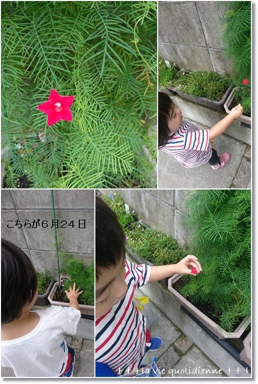 【今週の常備菜】野菜が高い(涙)でも負けない!野菜を冷凍する☆ルコウソウが咲いたけど…_a0348473_05402134.jpg