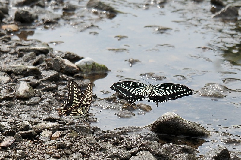 小畔川便り（アゲハ蝶の吸水-1:2020/7/20）_f0031682_16381443.jpg