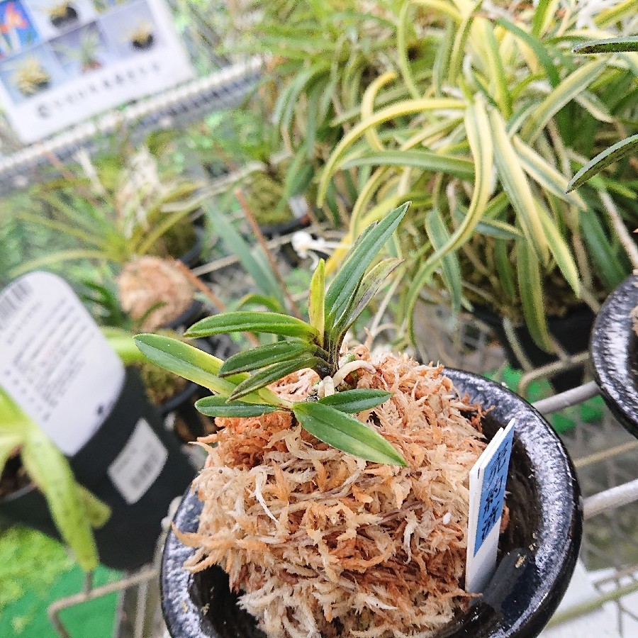 金牡丹の植え替え 小川ガーデンのブログ