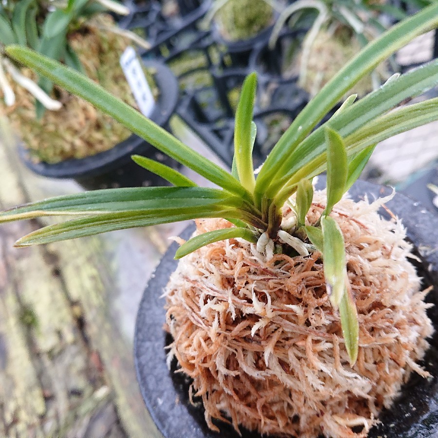 金牡丹の植え替え 小川ガーデンのブログ