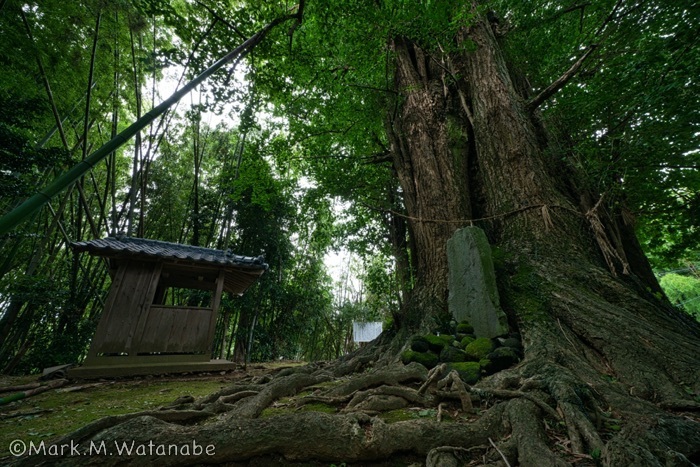 滴水のイチョウ-滴水東屋敷の板碑_e0135098_20560456.jpg