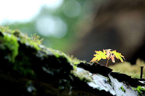 photo lesson 旧荻野家住宅_c0311715_16252950.jpg