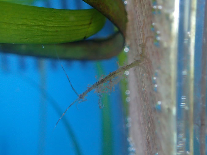 葛西の海～アマモ場の小さな生き物：オクヨウジとオオワレカラ（葛西臨海水族園）_b0355317_21115947.jpg