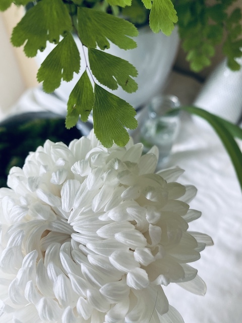 猫じゃらしの葉っぱと Mariquita Tokyo 猫じゃらしの葉っぱと Mariquita Tokyo