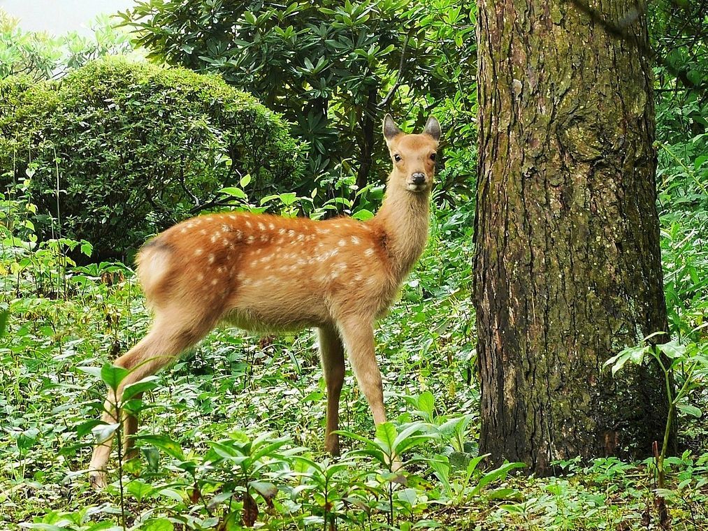 野生のバンビに出合い頭 可愛かったな 赤城自然園 私のデジタル写真眼