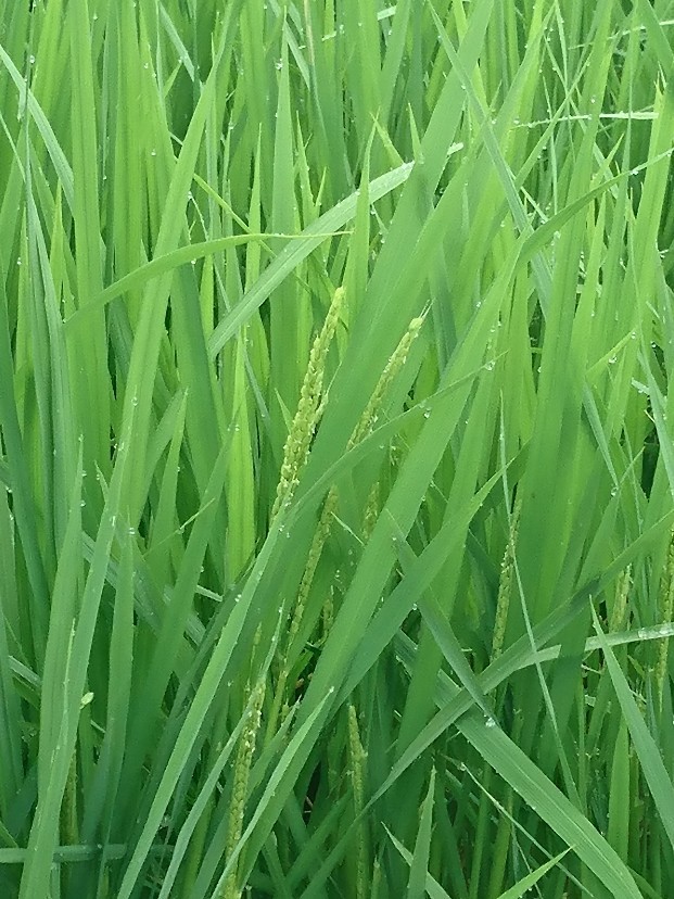 稲穂が出てきました 豊房小 ふじの花通信 学校教育目標 とよふさの子 の育成 稲穂が出てきました 豊房小 ふじの花通信 学校教育目標 とよふさの子 の育成