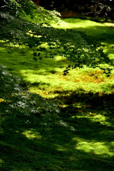 夏 京都 三千院 美しい苔の世界 明日はハレルヤ