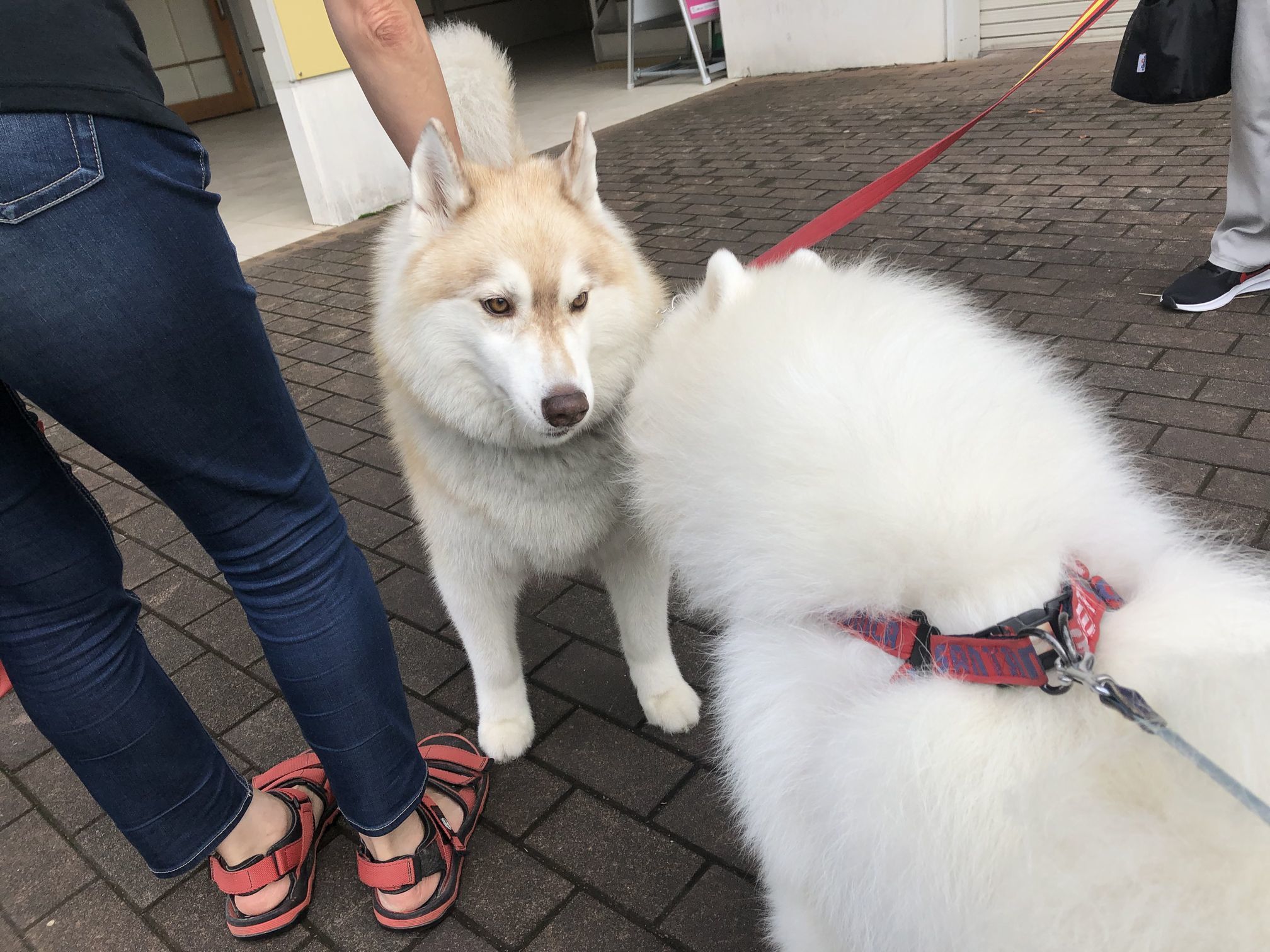 2020年7月前半 インスタ写真集 その2_f0128542_15003692.jpg