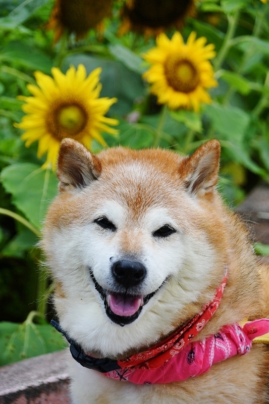ヒマワリに人生の悲哀を感じる_b0314043_07405142.jpg