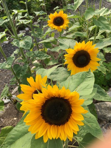 ジョージソン植物園 The Georgeson Botanical Garden_b0135948_15081626.jpg