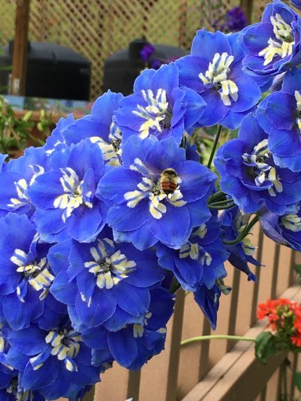 ジョージソン植物園 The Georgeson Botanical Garden_b0135948_15115860.jpg